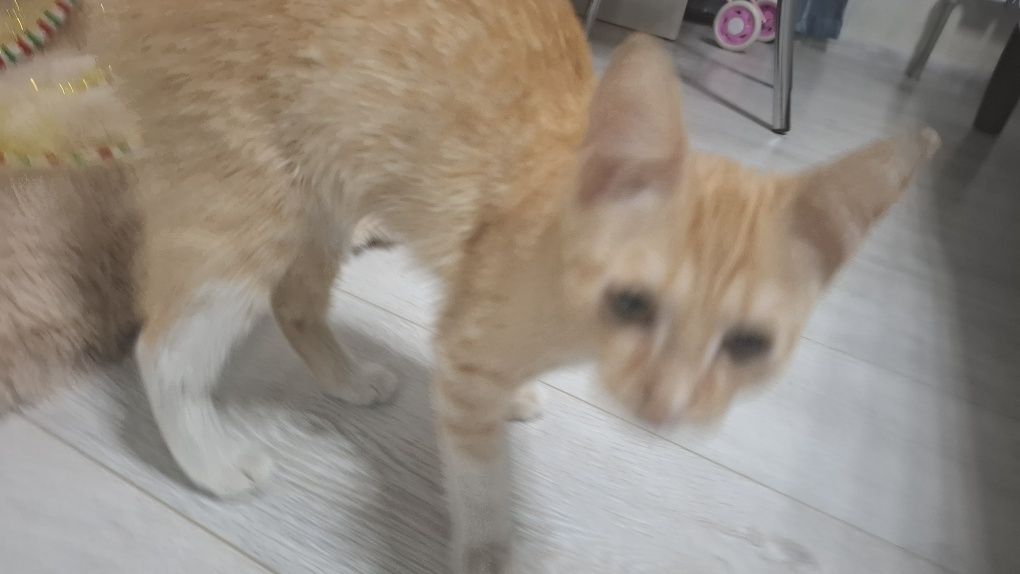 Отдадим котенка в добрые руки