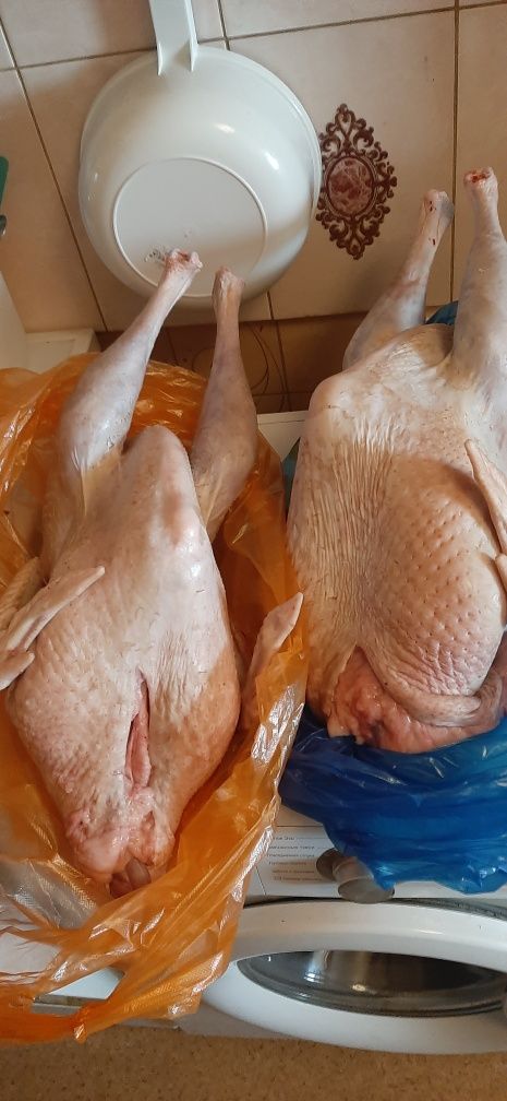Продам мясо индюков