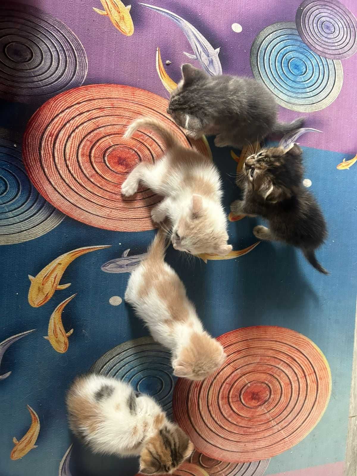 продам котят вислоухих
