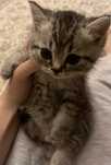 Котенок шотландский