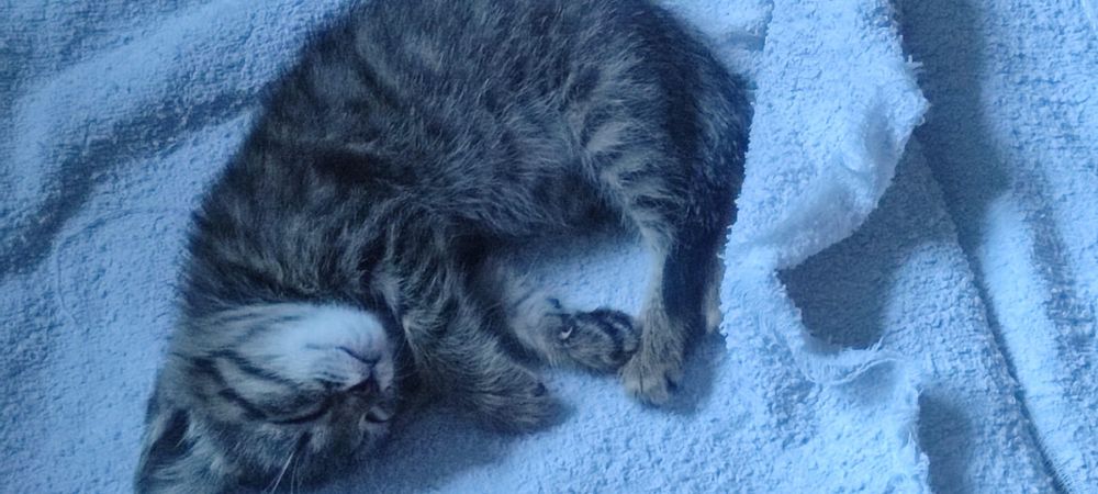 Котенок ласковый ,домашний, ухоженный