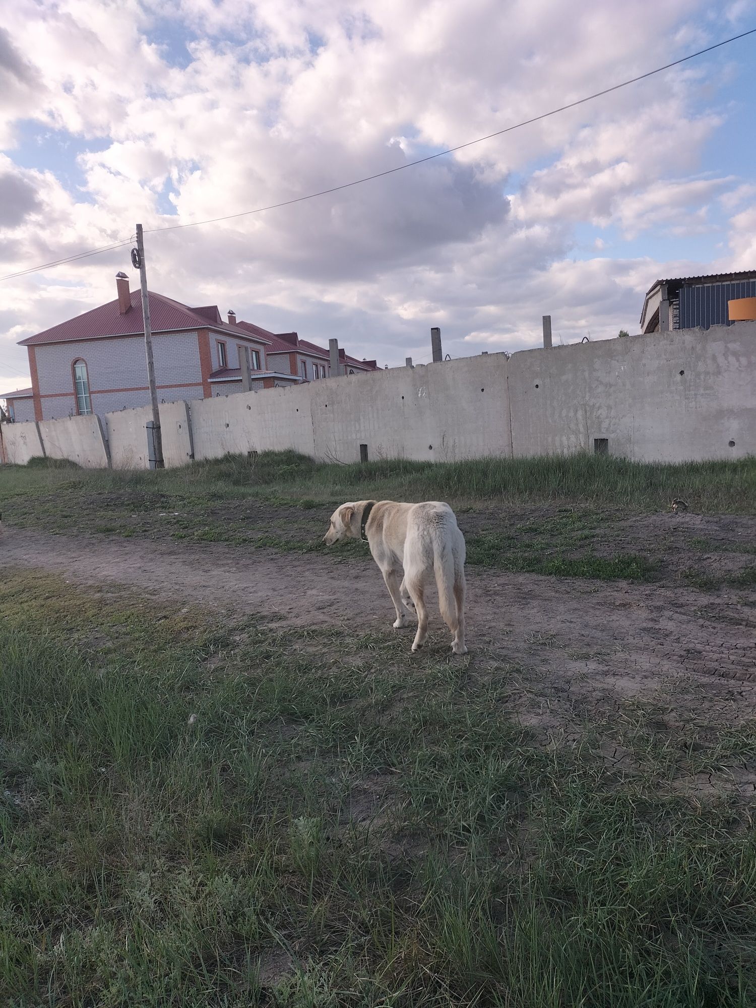 Собака для охраны участка