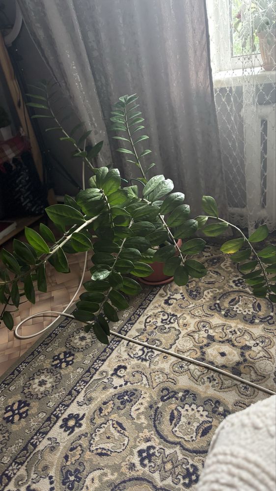 Продам Замиокулькас