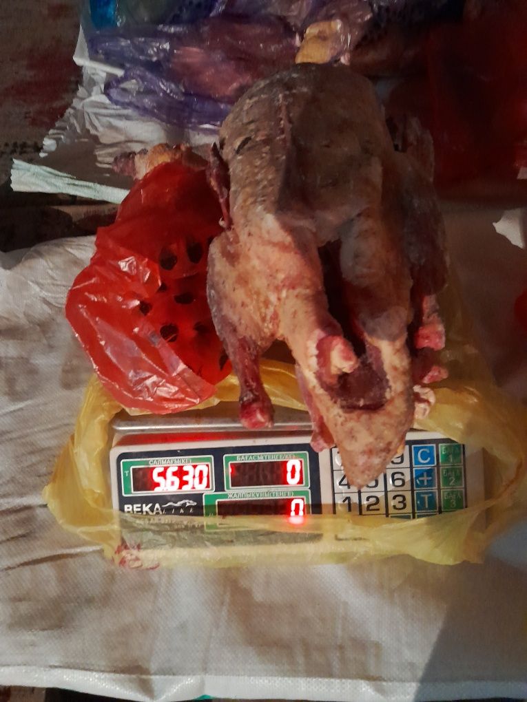 Мясо индейки, утки, цесарки продаем