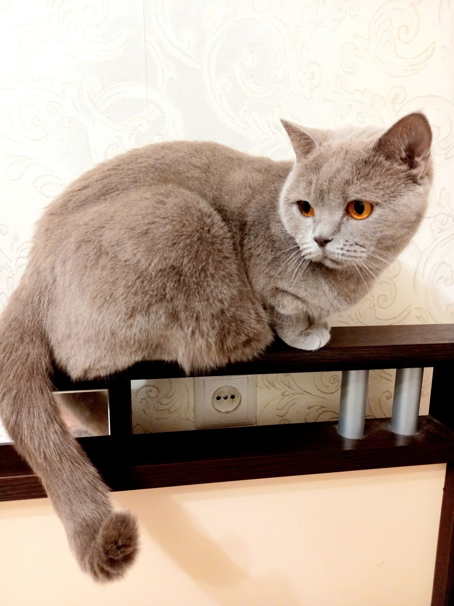 Британская кошечка  лилового окраса,Леся .Стерилизована. С