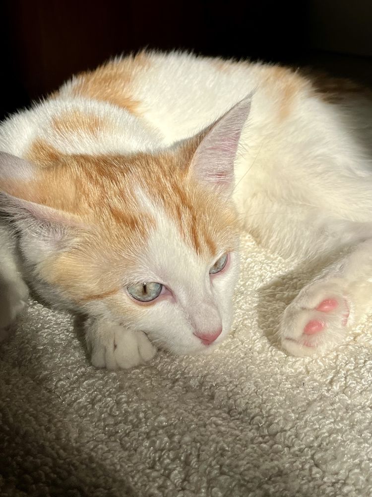 Отдадим котёнка в добрые руки