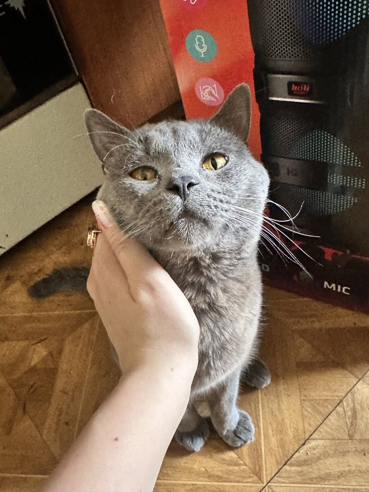 Кот Локи британский малыш