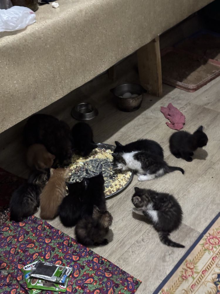 Отдам котят в хорошие руки!