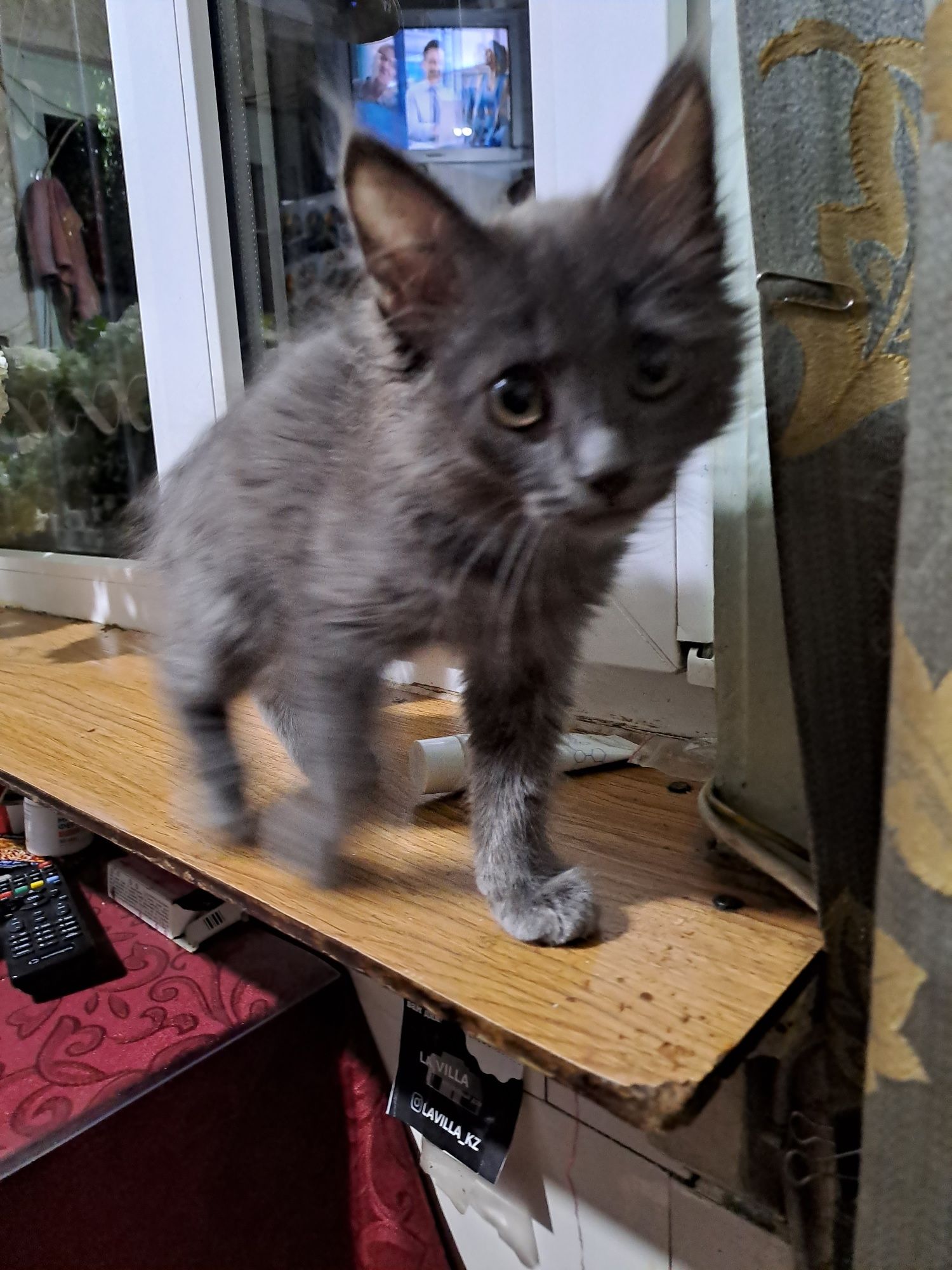 Отдам котейку в любящую животных семью