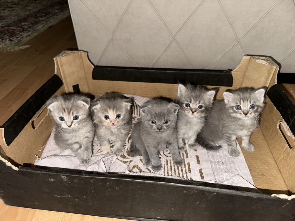 Британские котята