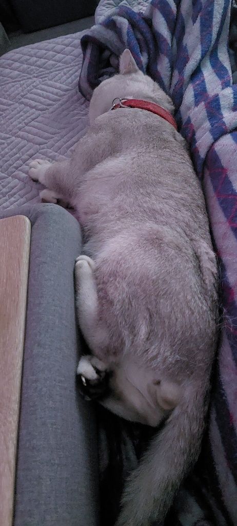 Вязка , прямоухий кот