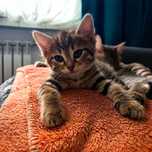 Бенгальская кошечка