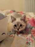 Шотландский  поинт 6 месяц  котенок