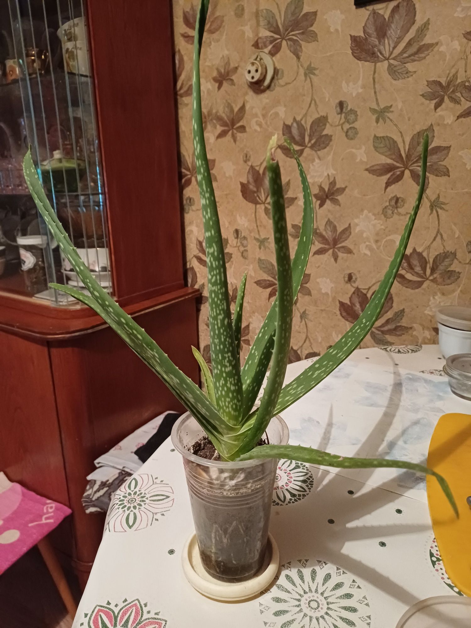 Лечебный цветок Алоэ