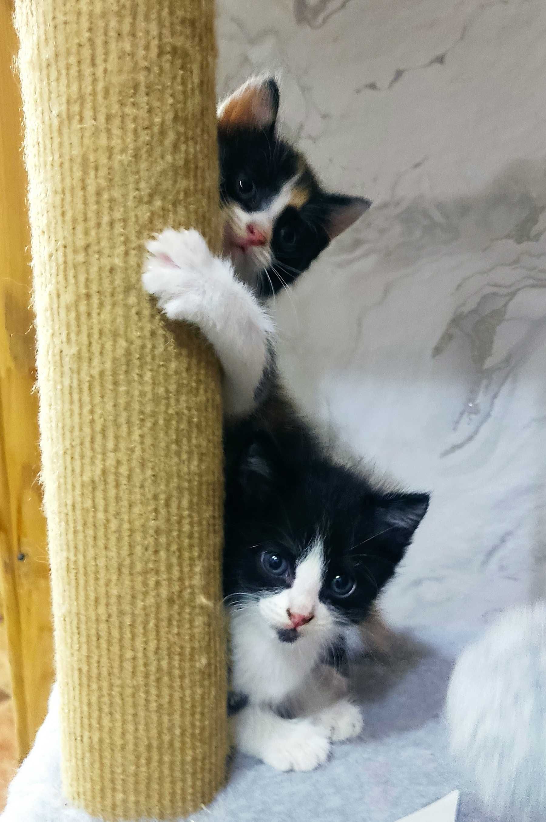 Дарю шустрых умных  котят