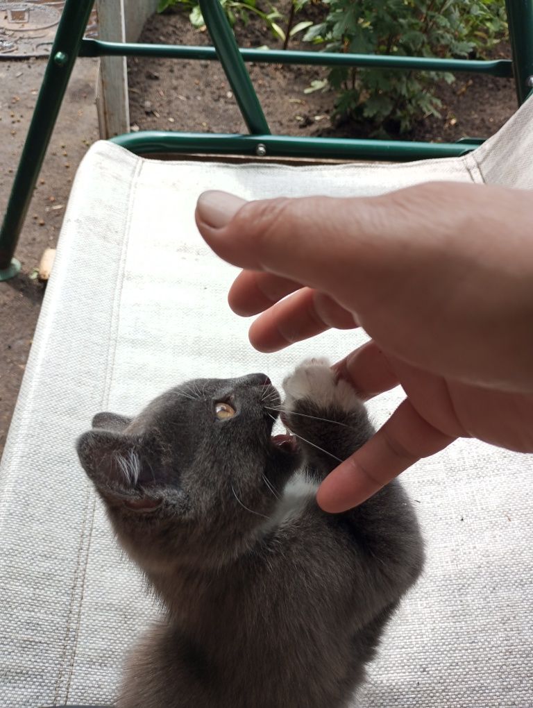 Отдам серенького котенка