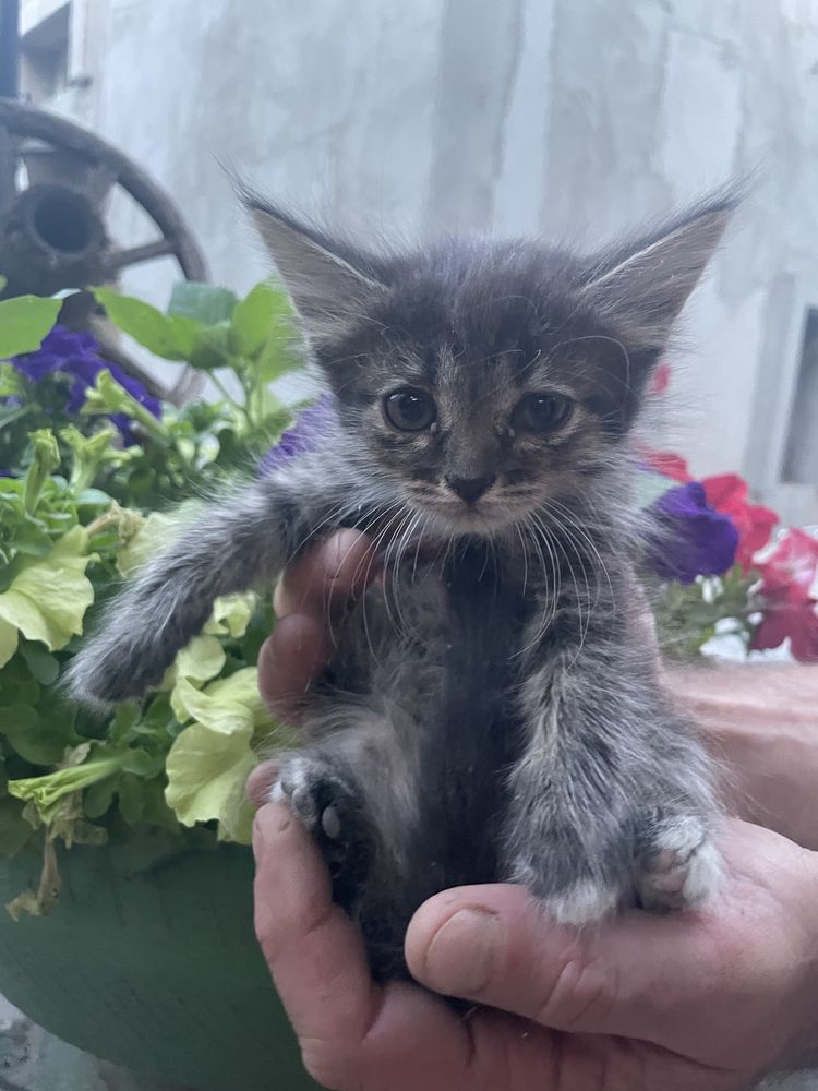 Отдам котят в добрын руки бесплатно