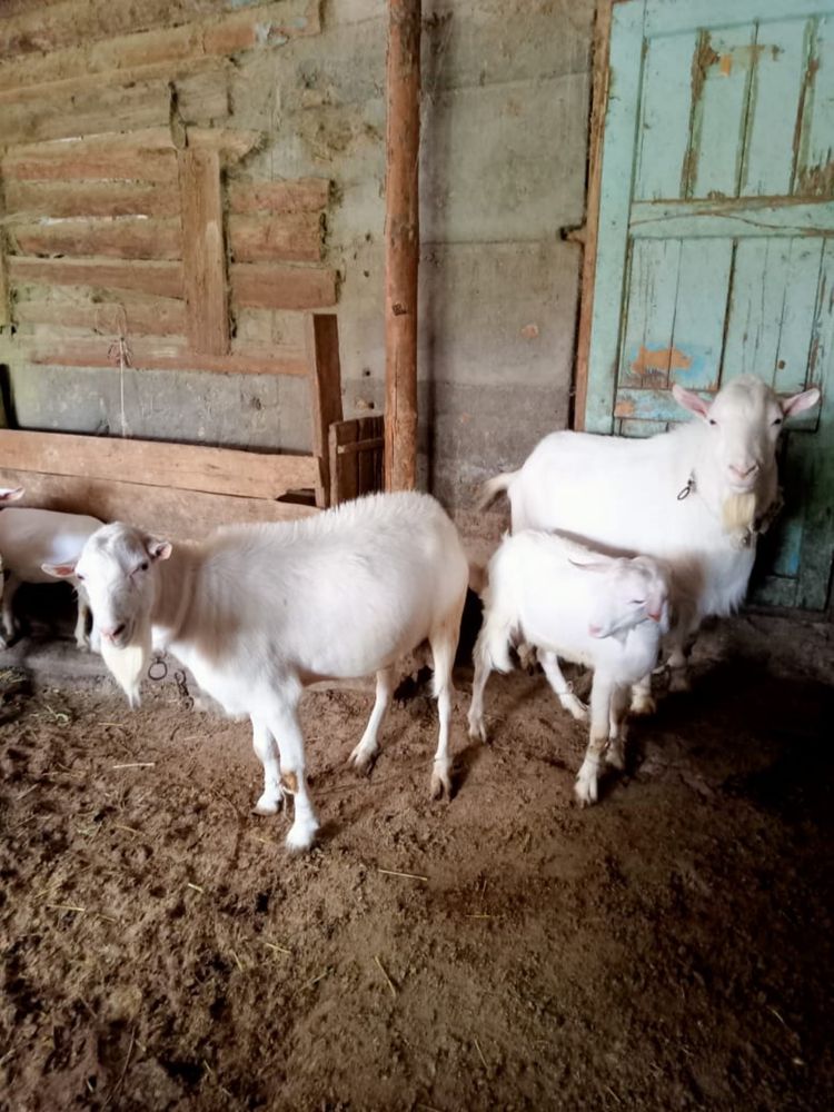 В продаже Козы , Козлы и Козлята