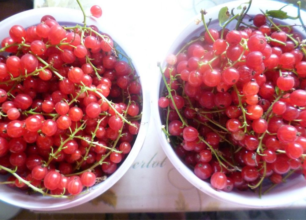 Продам красную смородину