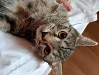 Отдам котёнка в хорошие руки — срочно!