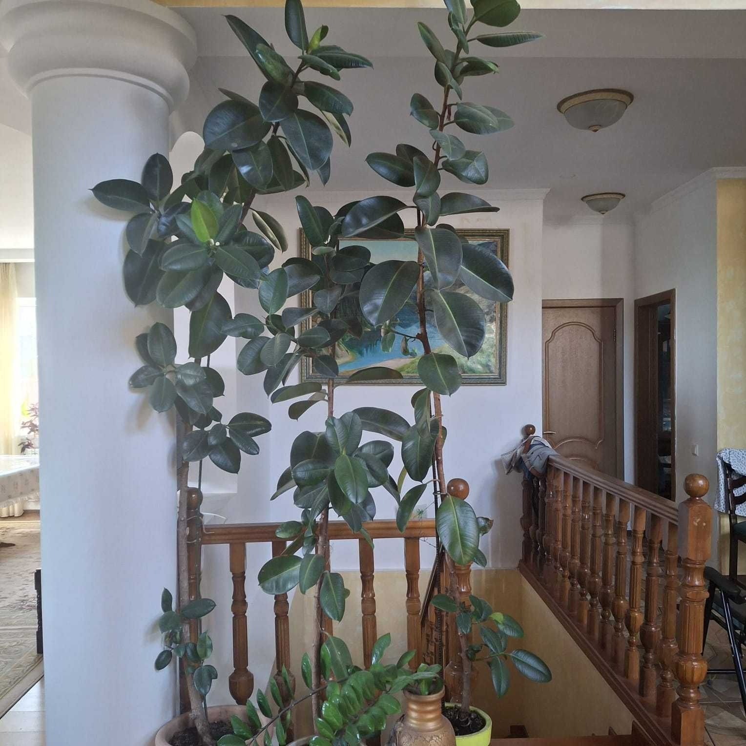 фикус, замиокулькас, клеродендрум