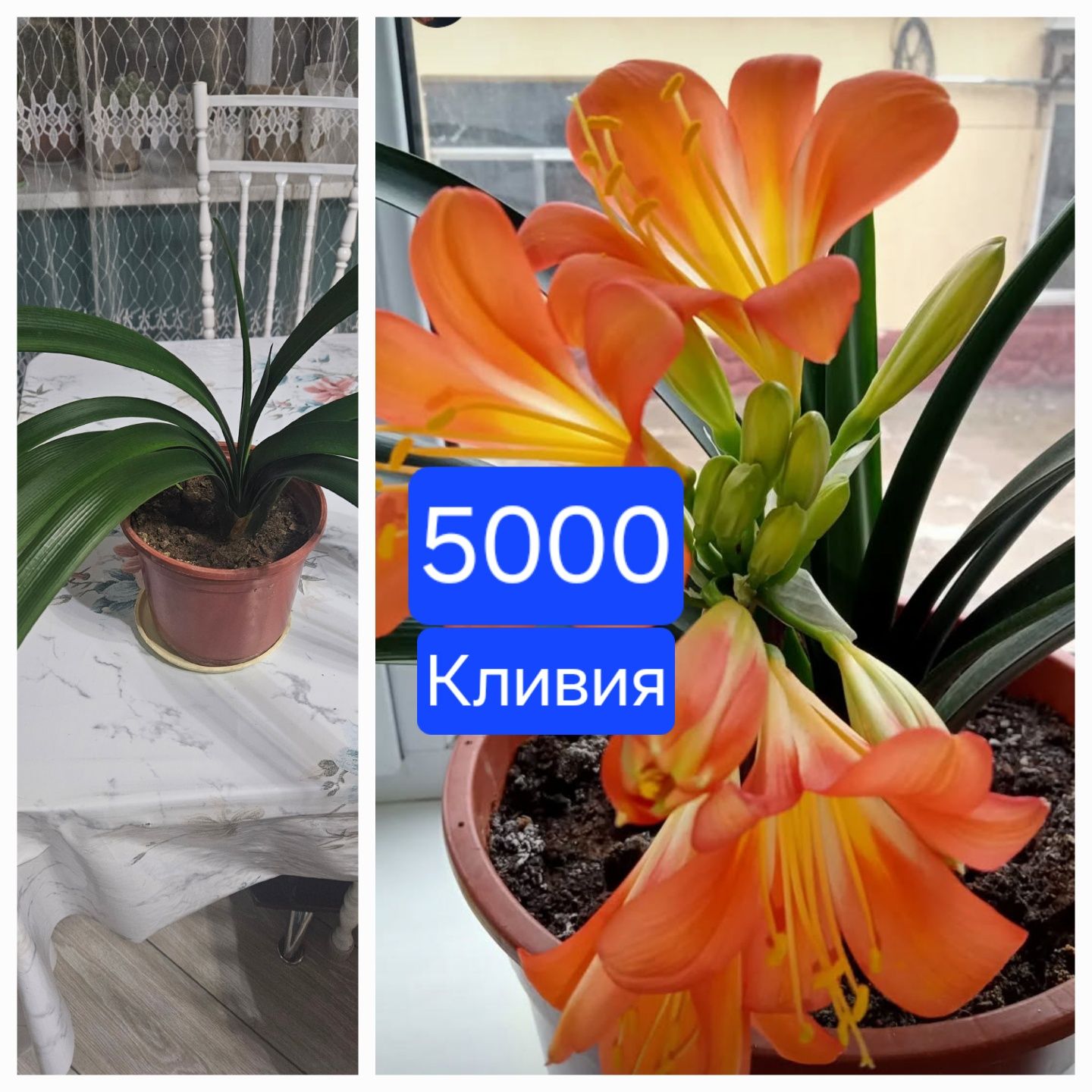 Комнатные цветы..