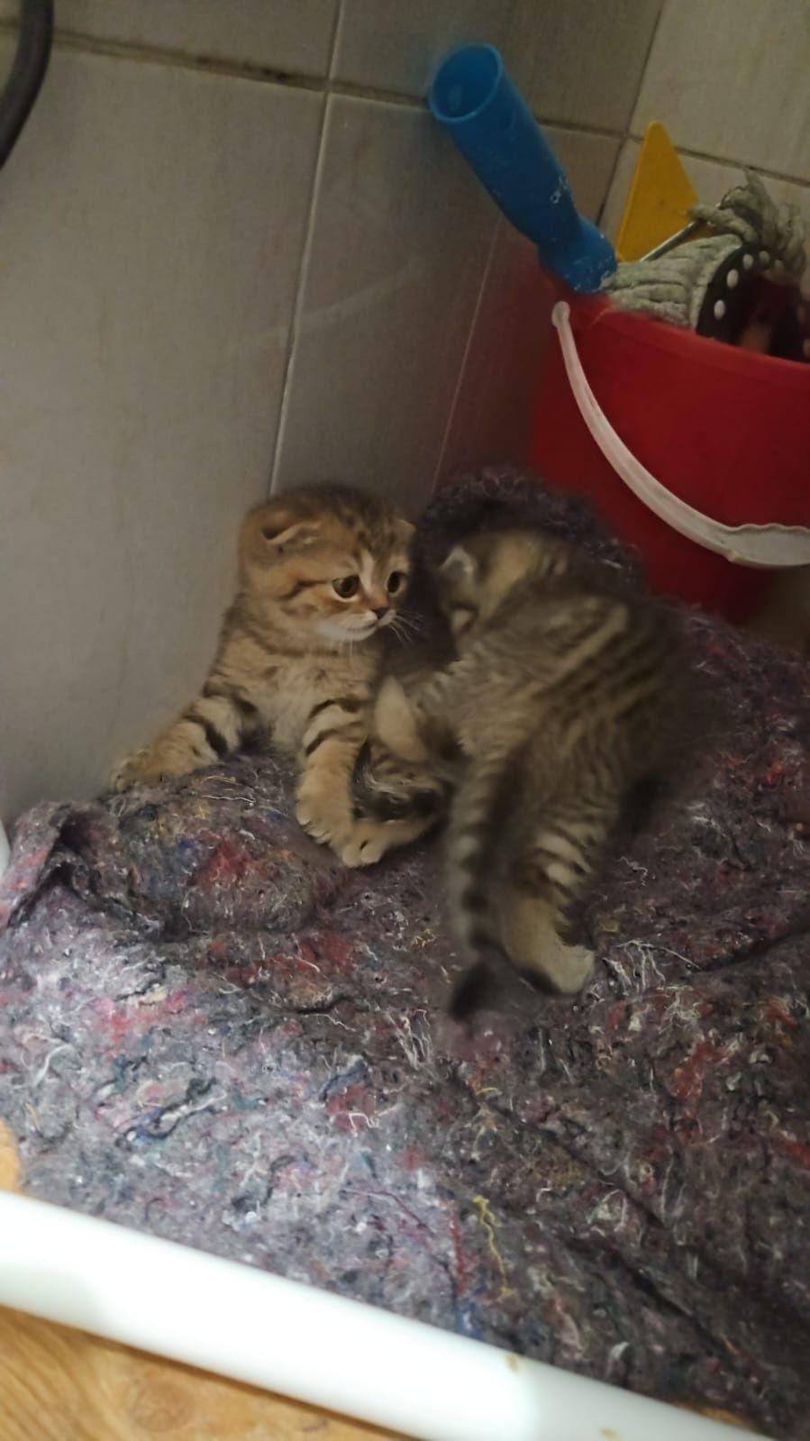 Котик на вязку,вязка,шотландец,ищем невесту,вязка кота,вязка кошка