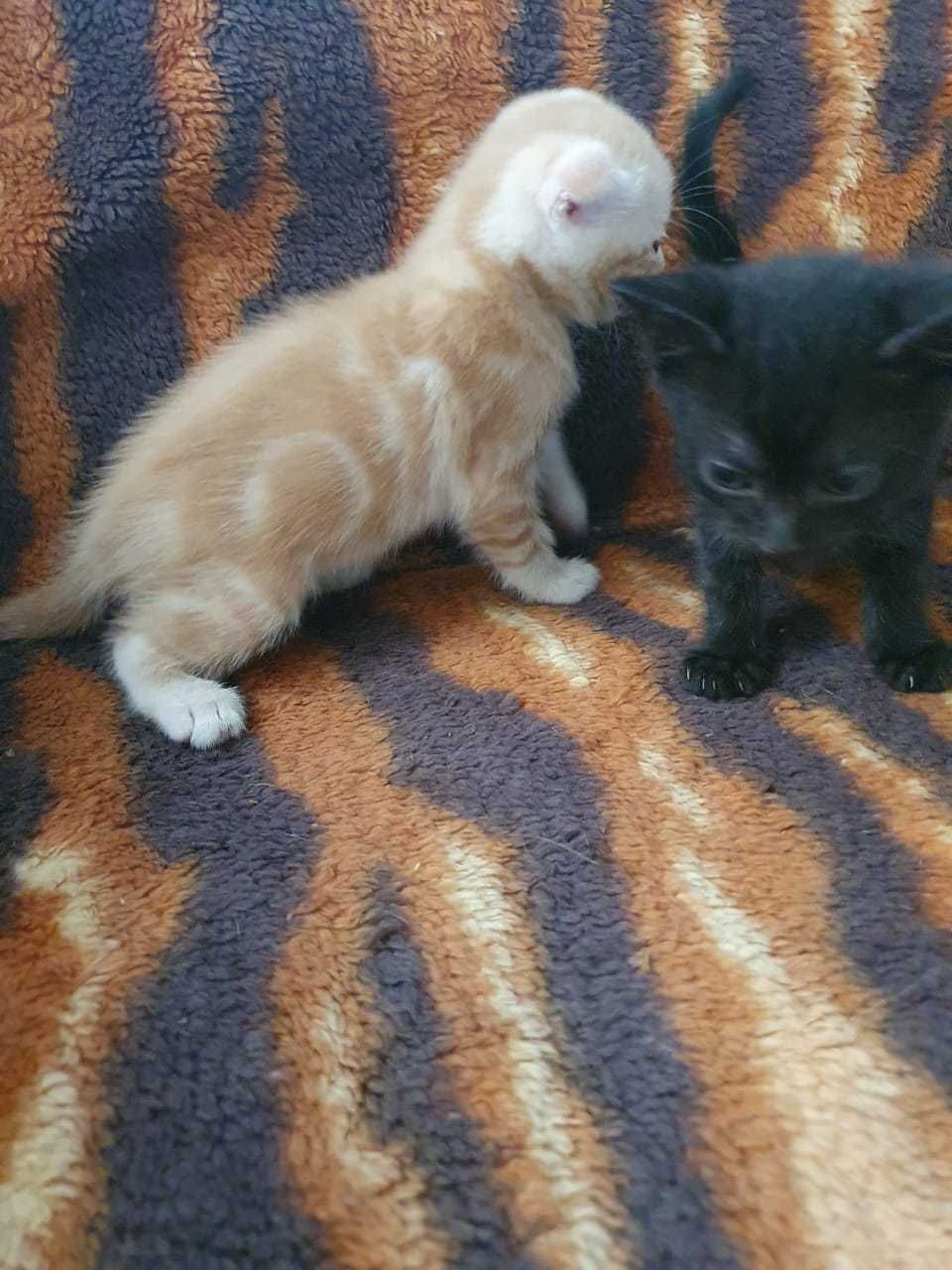 Котята домашние бесплатно .
