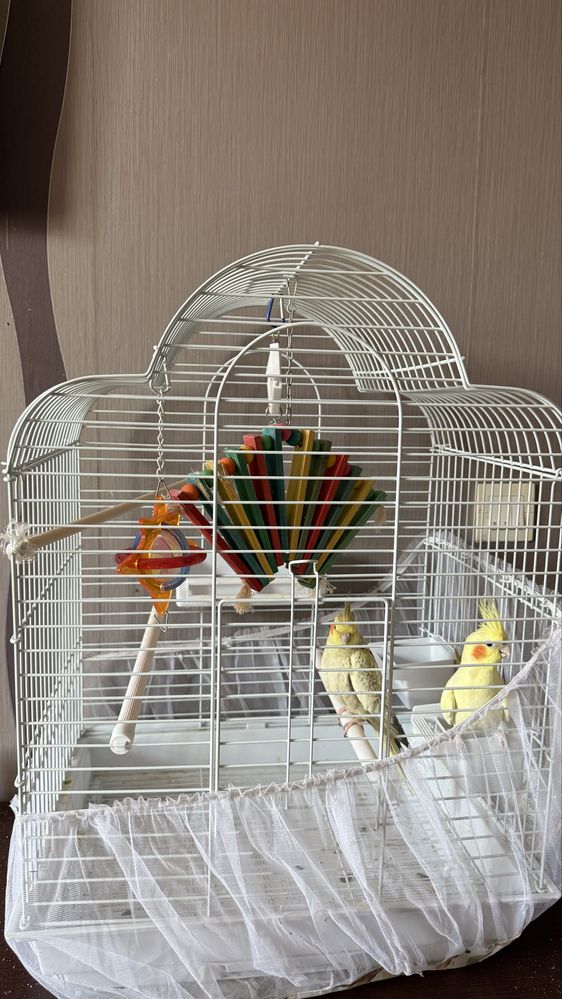 Кореллы с клеткой
