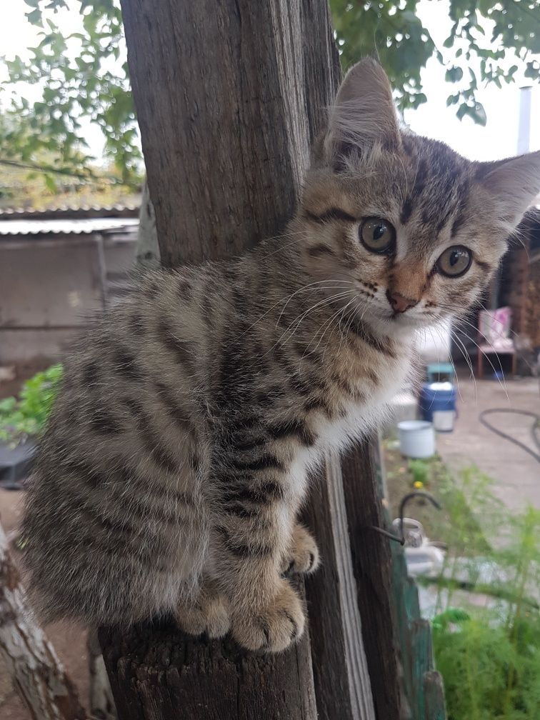 Отдам котят в добрые руки
