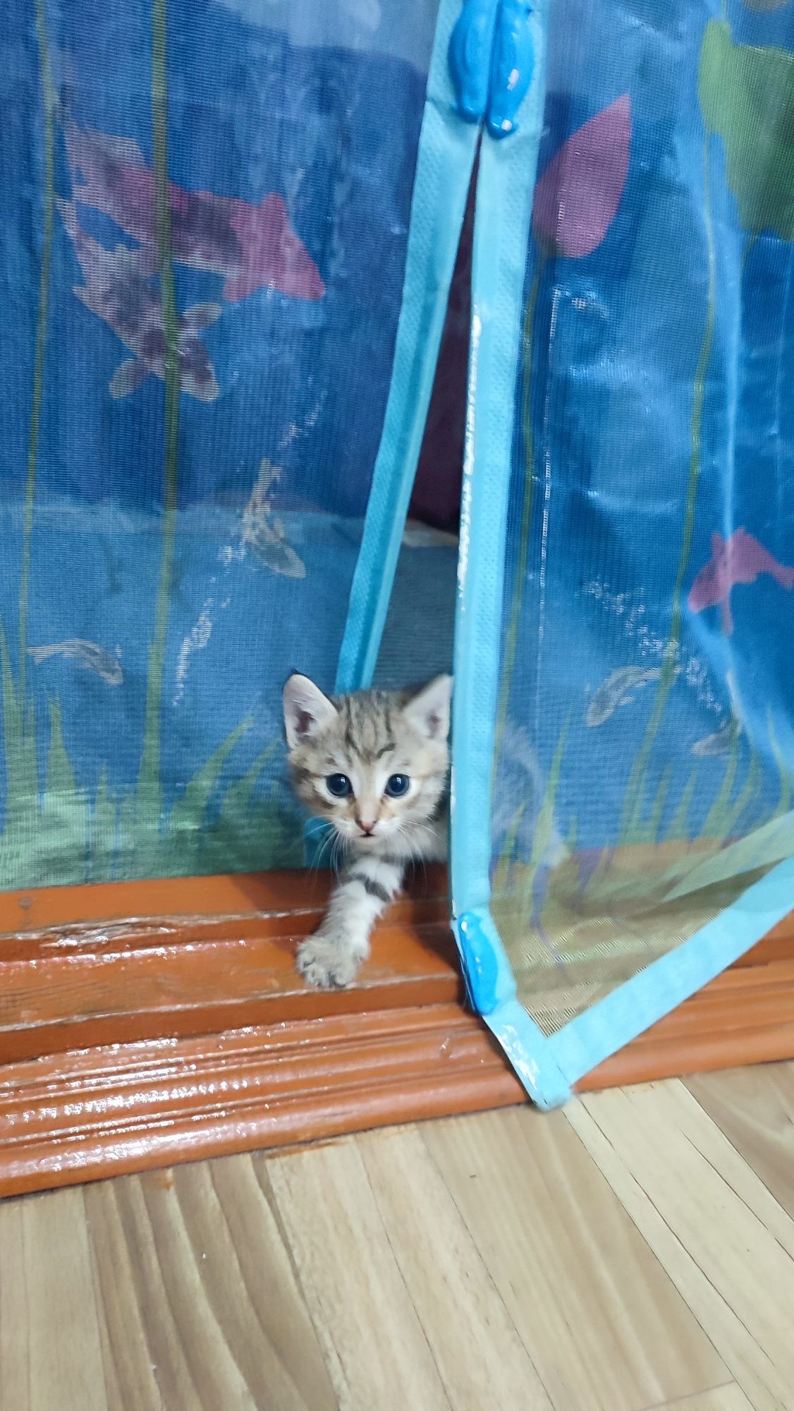 Котенок ждёт именно тебя