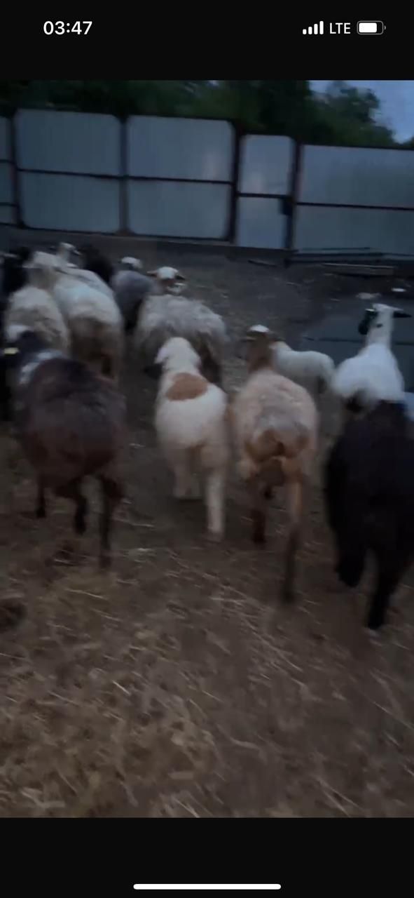Продам баран жирных.