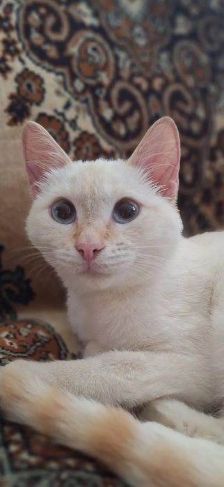 Отдам шикарных котиков