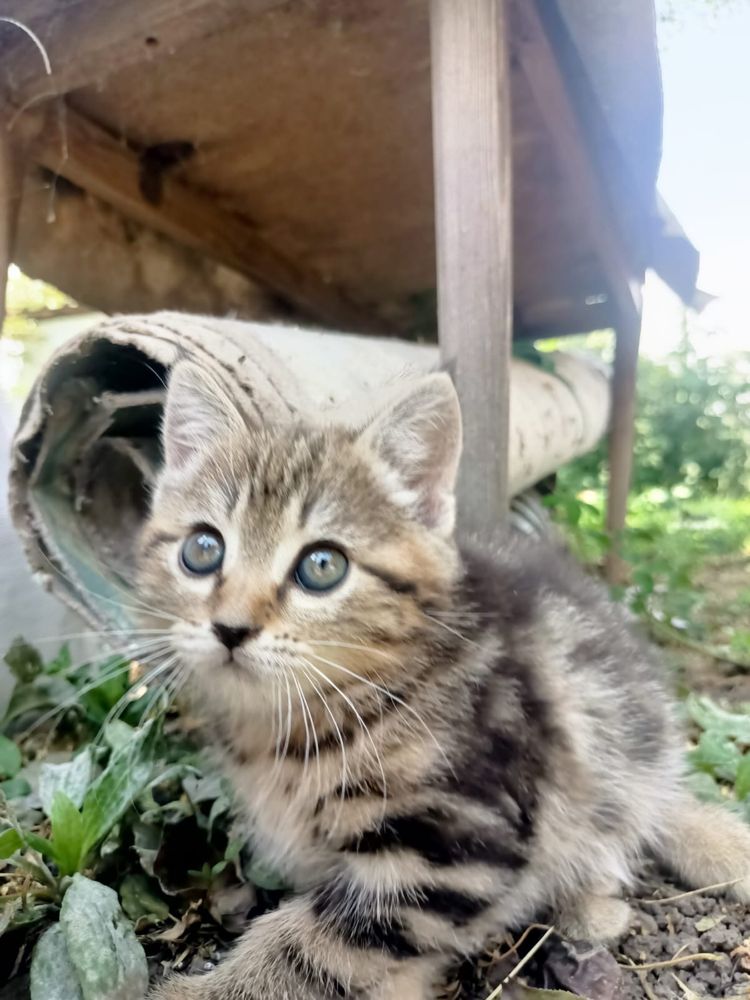 Отдам котенка в хорошие руки