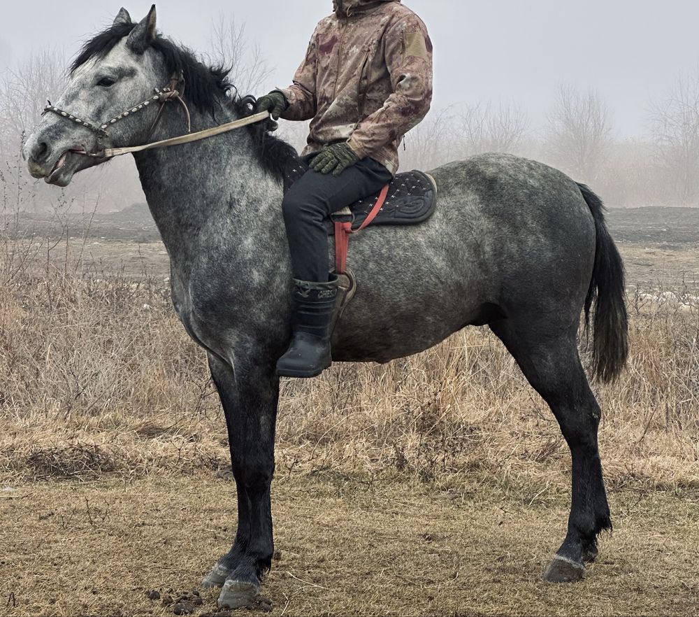 Жылқы сатылады.