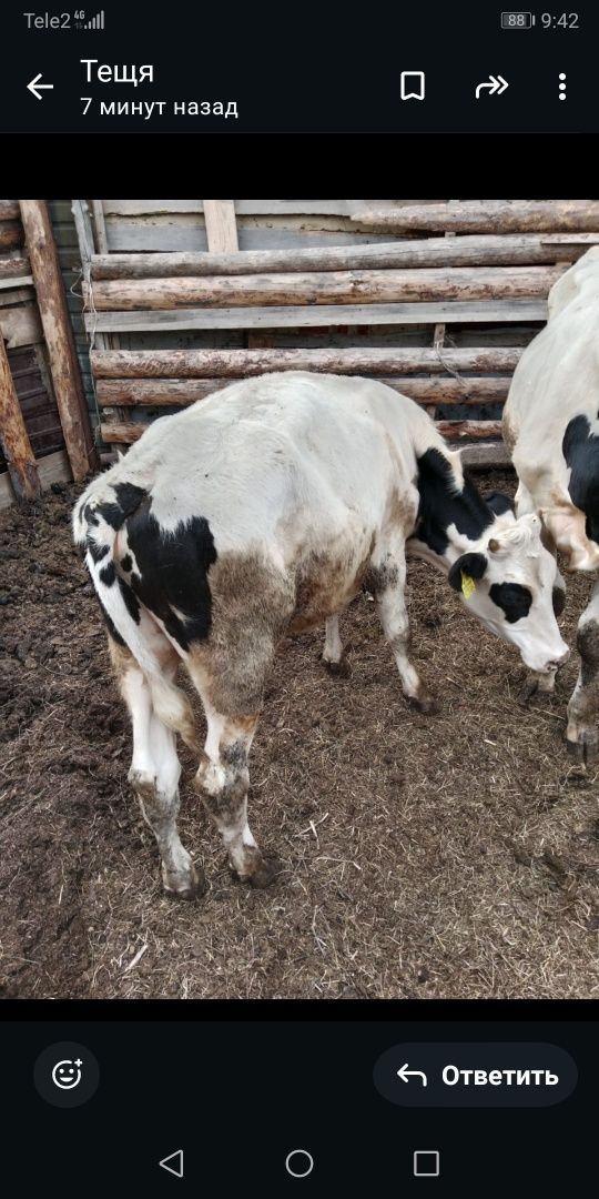 Продам бычка 11 месяцев