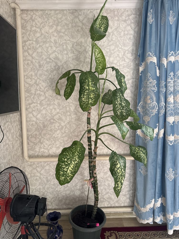 Продаю Диффенбахию пятнистую
