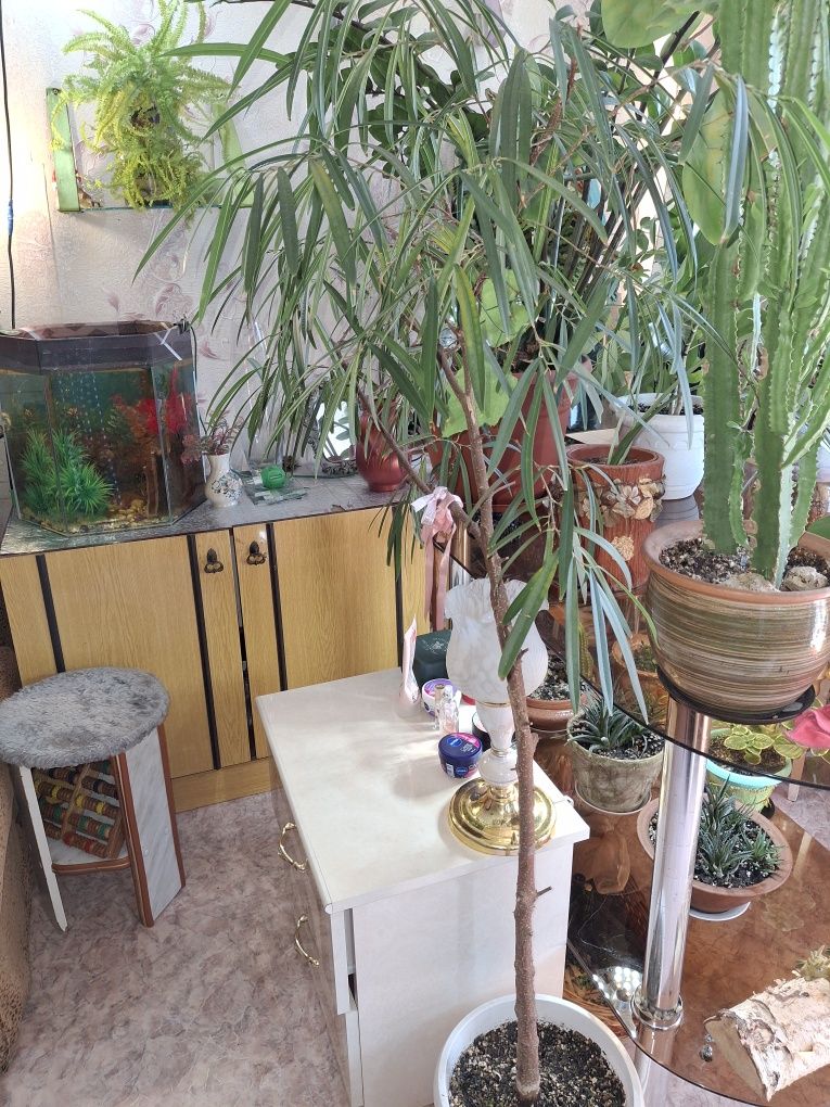 Комнатные растения и цветы