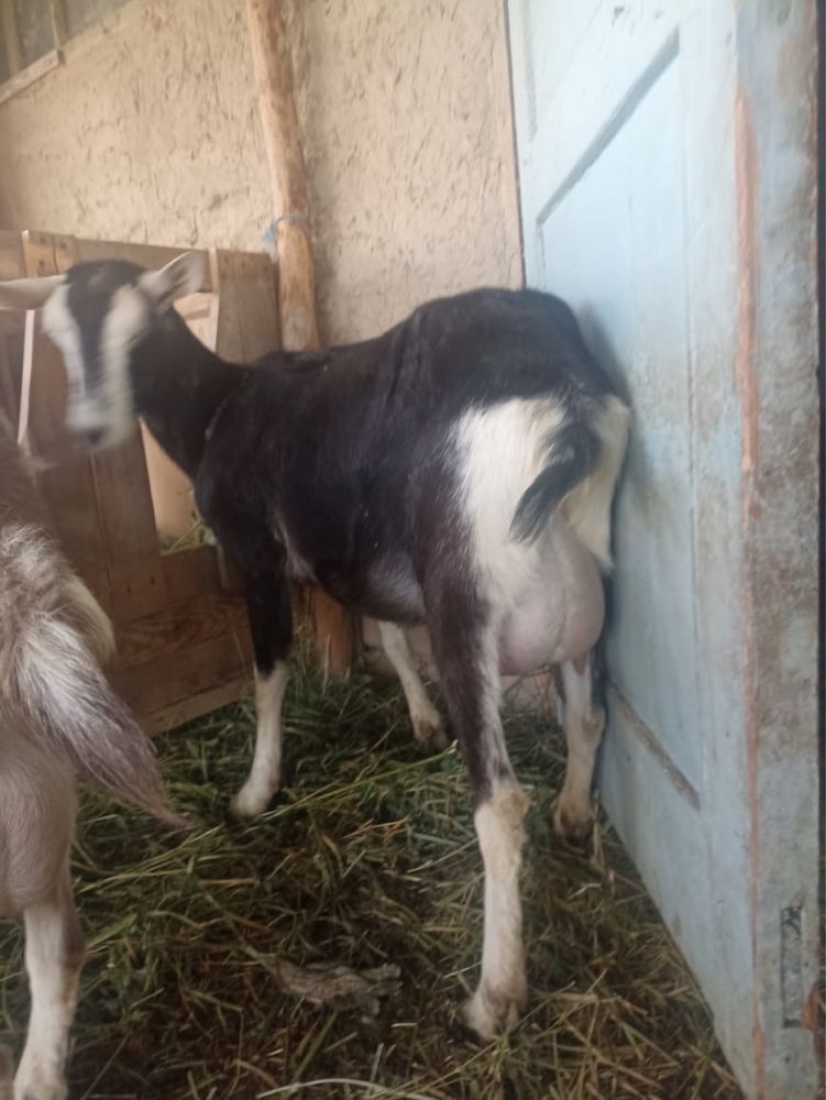 Продам козу молочной породы