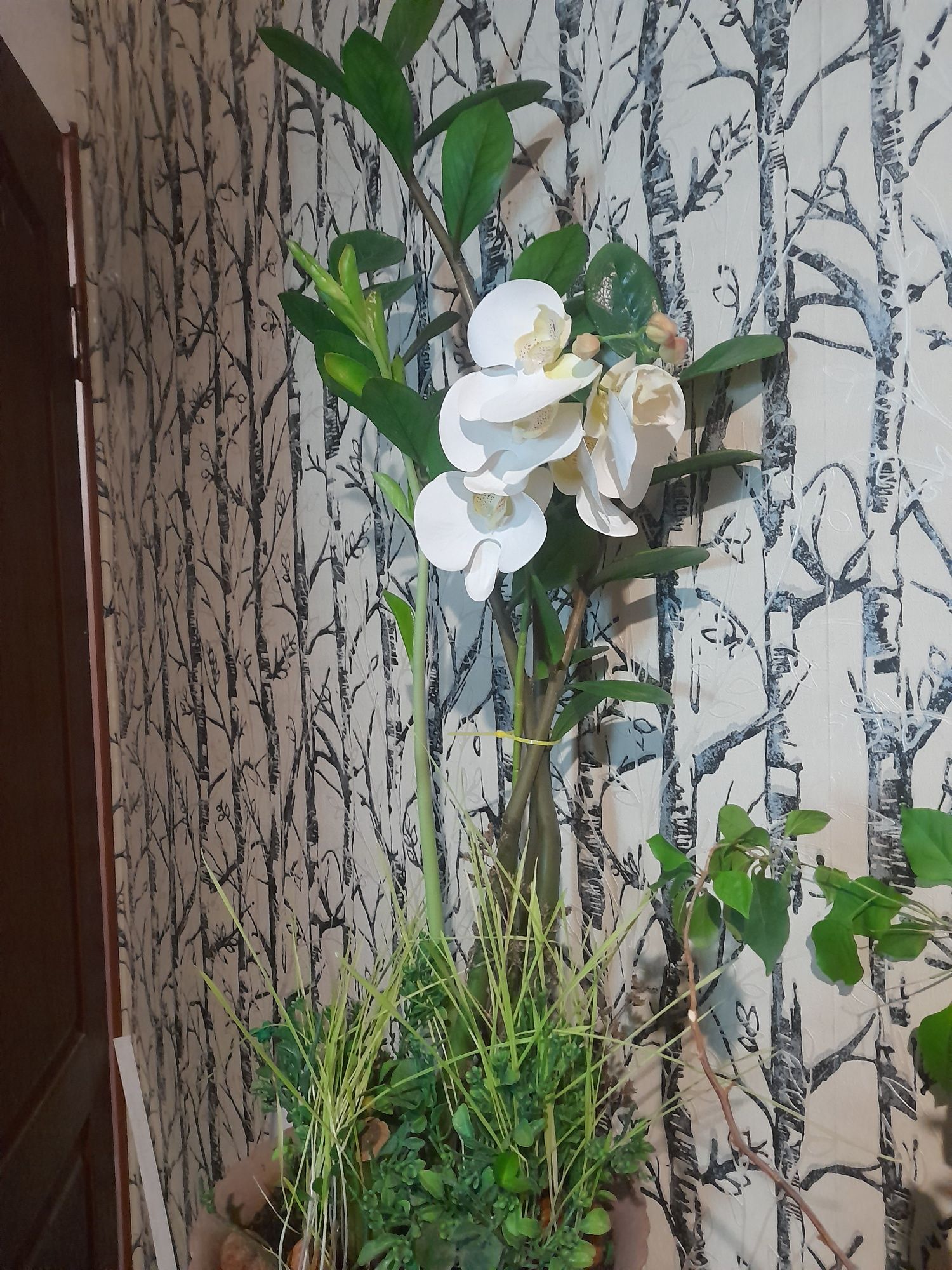 Замиокулькас большой.На подарок.