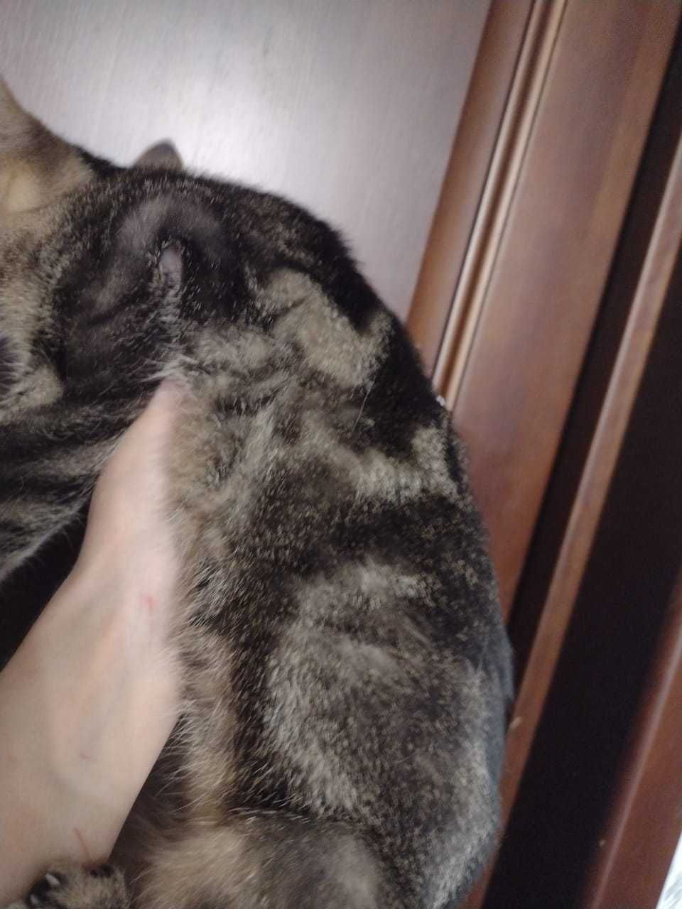 Отдам котят в добрые руки.