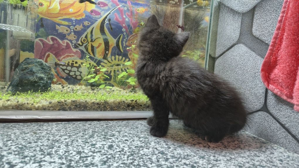 Отдам котёнка девочку