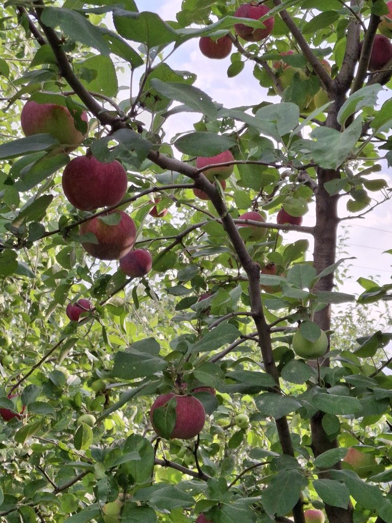 Продам дачный участок с урожаем