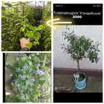 комнатные цветы большой ассортимент