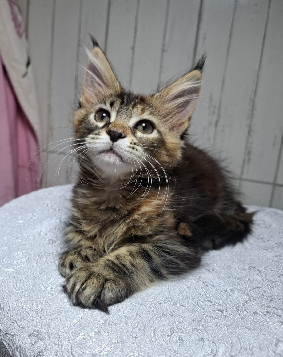 Один котёнок Мейн-кун