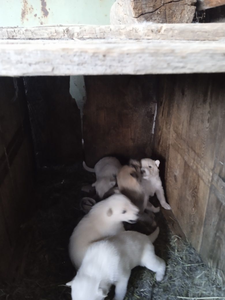 Продам щенят лайки