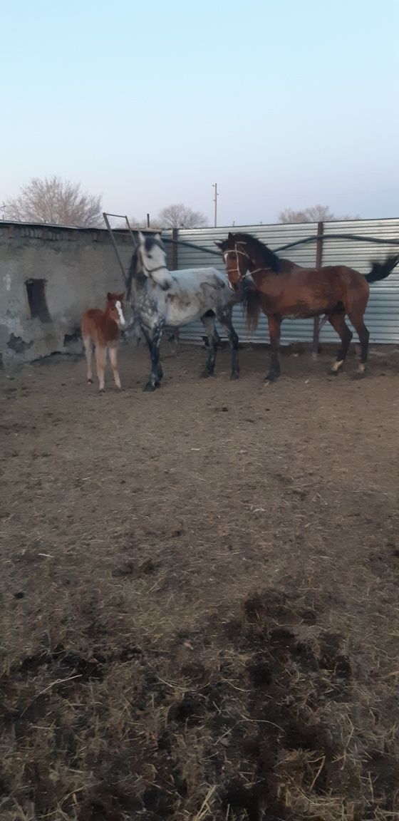 Тай  продам полукровка