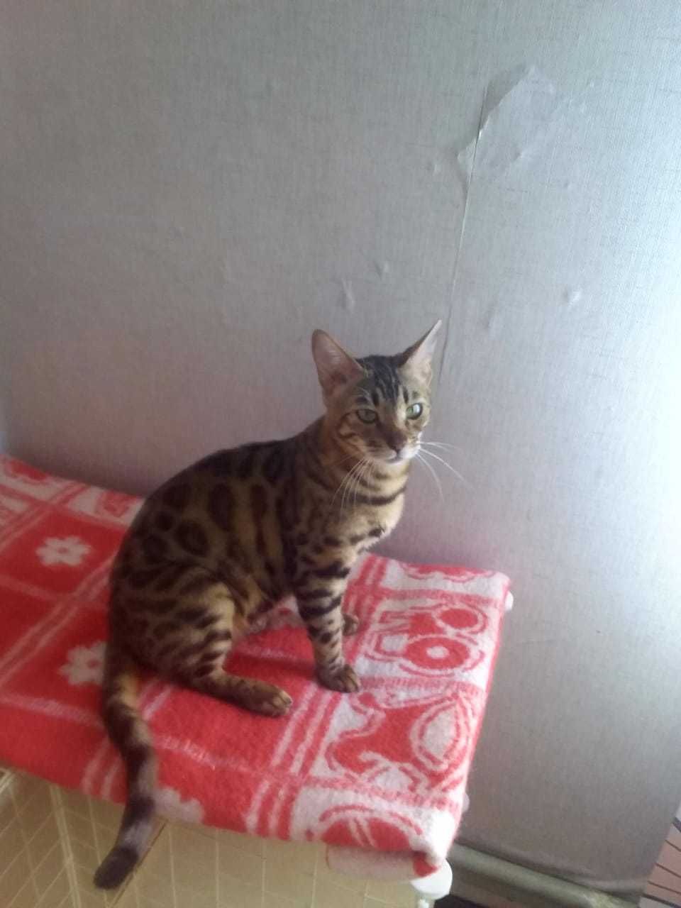 Бенгальская кошка