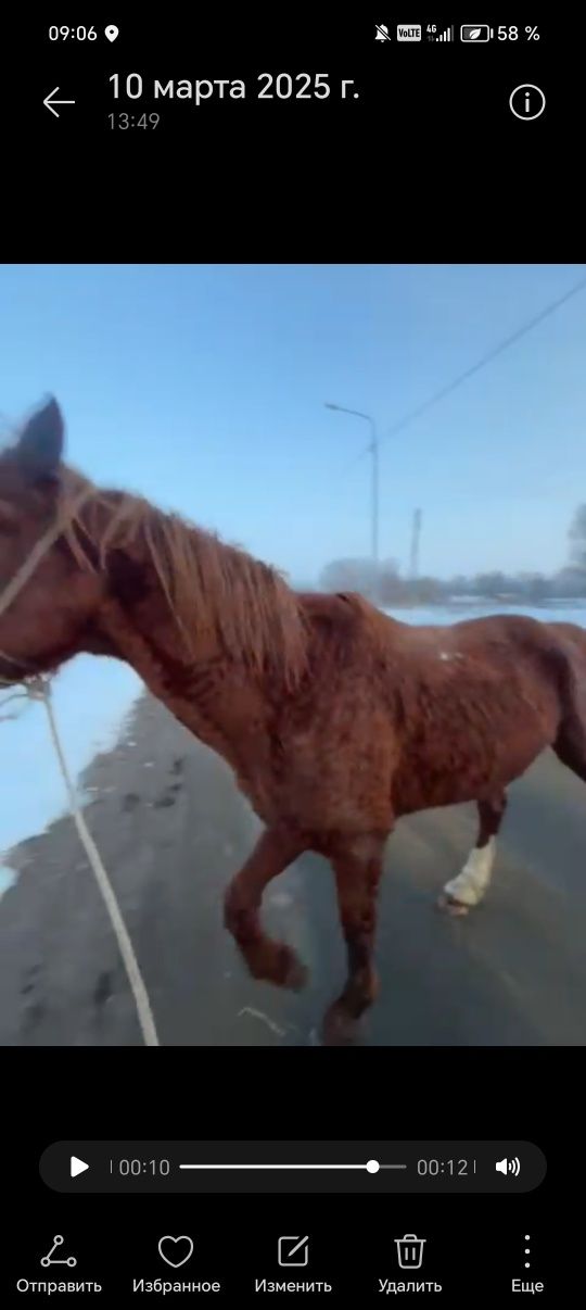 Айғыр сатылады жаксы