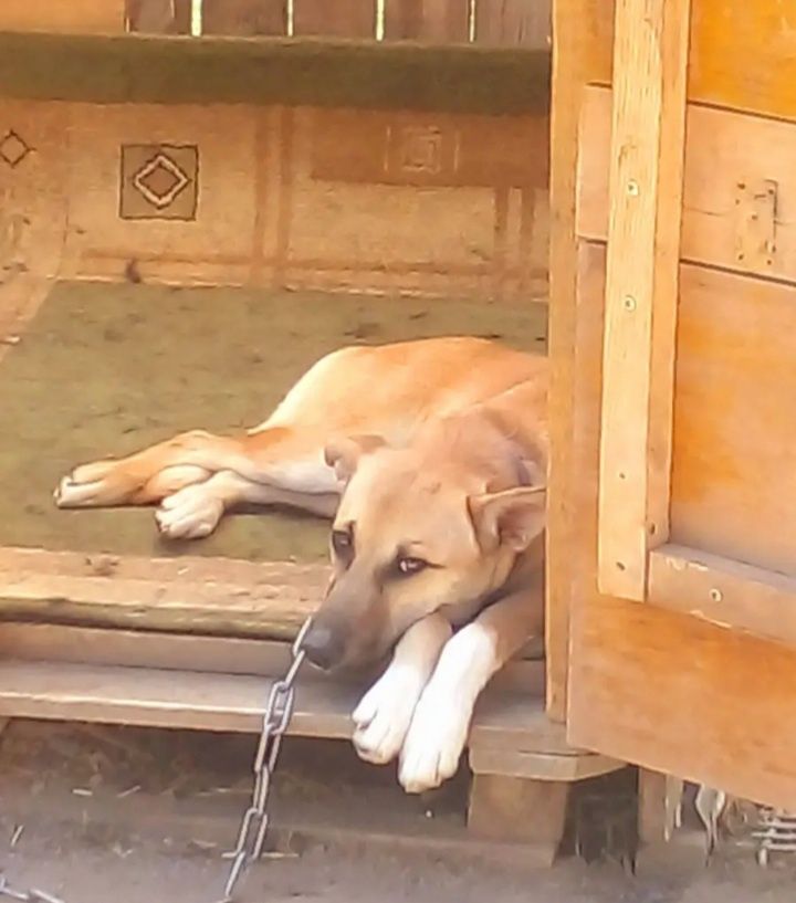 Отдам в хорошие руки!